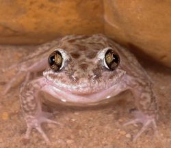 150-Limnodynastes lignarius